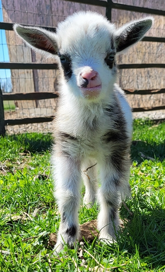Airmont Farm | ADGA Nigerian Dwarf Goats | Available Kids - Airmont Farm