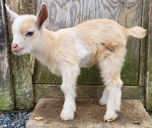 Airmont Farm | ADGA Nigerian Dwarf Goats | Available Kids - Airmont Farm